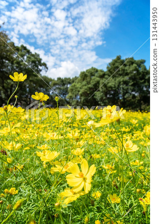 Kiso Sansen Park: Yellow Cosmos "Lemon Bright" (Kaizu City, Gifu Prefecture) Kiso Sansen Park: Yellow Cosmos "Lemon Bright" (Kaizu City, Gifu Prefecture) 131443950
