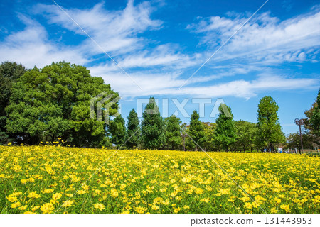 Kiso Sansen Park: Yellow Cosmos "Lemon Bright" (Kaizu City, Gifu Prefecture) Kiso Sansen Park: Yellow Cosmos "Lemon Bright" (Kaizu City, Gifu Prefecture) 131443953