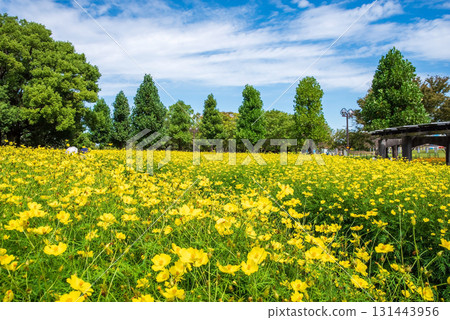 Kiso Sansen Park: Yellow Cosmos "Lemon Bright" (Kaizu City, Gifu Prefecture) Kiso Sansen Park: Yellow Cosmos "Lemon Bright" (Kaizu City, Gifu Prefecture) 131443956