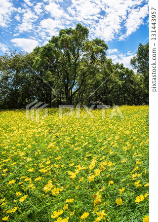 Kiso Sansen Park: Yellow Cosmos "Lemon Bright" (Kaizu City, Gifu Prefecture) Kiso Sansen Park: Yellow Cosmos "Lemon Bright" (Kaizu City, Gifu Prefecture) 131443957