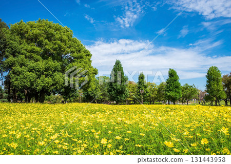 Kiso Sansen Park: Yellow Cosmos "Lemon Bright" (Kaizu City, Gifu Prefecture) 131443958