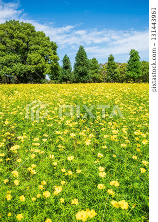 Kiso Sansen Park: Yellow Cosmos "Lemon Bright" (Kaizu City, Gifu Prefecture) Kiso Sansen Park: Yellow Cosmos "Lemon Bright" (Kaizu City, Gifu Prefecture) 131443961