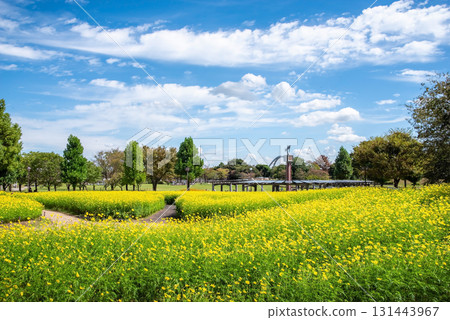 Kiso Sansen Park: Yellow Cosmos "Lemon Bright" (Kaizu City, Gifu Prefecture) 131443967