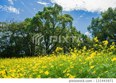Kiso Sansen Park: Yellow Cosmos "Lemon Bright" (Kaizu City, Gifu Prefecture) Kiso Sansen Park: Yellow Cosmos "Lemon Bright" (Kaizu City, Gifu Prefecture) 131443971