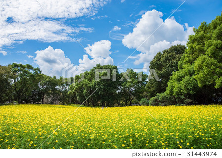 Kiso Sansen Park: Yellow Cosmos "Lemon Bright" (Kaizu City, Gifu Prefecture) 131443974