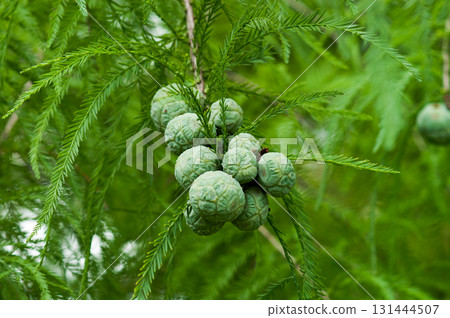 Rakuushou fruit Rakuushou fruit 131444507