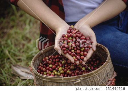 Close up hands harvest red seed in basket robusta arabica plant farm. Coffee plant farm woman Hands harvest raw coffee beans. Ripe Red berries plant fresh seed coffee tree growth in green eco farm 131444616