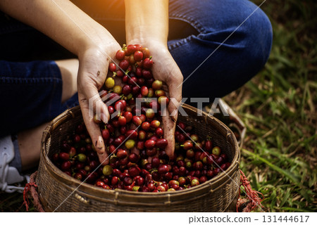 Coffee plant farm woman Hands harvest raw coffee beans. Ripe Red berries plant fresh seed coffee tree growth in green eco farm. Close up hands harvest red seed in basket robusta arabica plant farm. 131444617