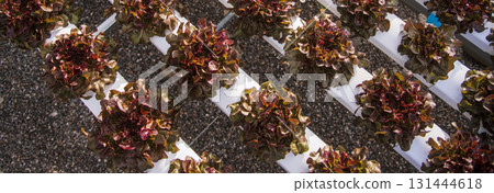 Banner fresh Red Oak Leaf Lettuce organic hydroponic vegetable plantation produce red salad hydroponic farm. Panorama red oak lettuce salad in Organic Farm. Salad farm vegetable with copy space 131444618