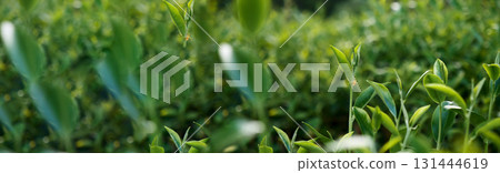 Banner Green tea tree leaves field young tender bud herbal Green tea tree in camellia sinensis organic farm. Panorama Fresh Tree tea leaf plant green nature in herbal farm background with Copy Space Banner Green tea tree leaves field young tender bud herbal Green tea tree in camellia sinensis organic farm. Panorama Fresh Tree tea leaf plant green nature in herbal farm background with Copy Space 131444619