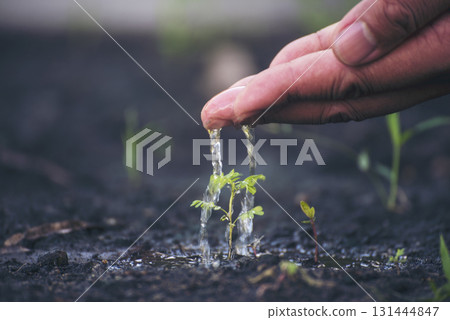 Eco green earth environment concept. Hand with growing tree on earth day with sunlight bokeh in morning. Save world energy protect by plant tree in soil and watering. Eco green earth environment concept. Hand with growing tree on earth day with sunlight bokeh in morning. Save world energy protect by plant tree in soil and watering. 131444847