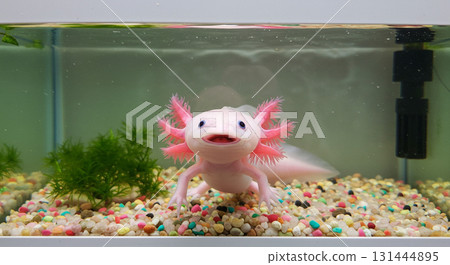 蠑螈在水族箱裡游泳 131444895