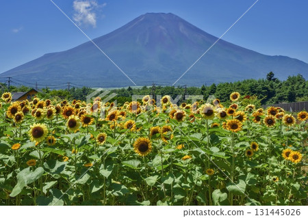 A field of sunflowers that shines against the blue summer sky A field of sunflowers that shines against the blue summer sky 131445026