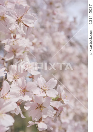 Sakura taking spring sunlight Sakura taking spring sunlight 131445027