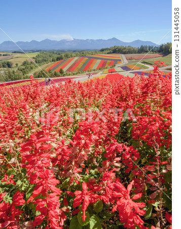 Red salvia field 131445058