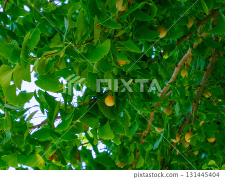 Ginkgo Tree "Looking up, you will see the blessings of autumn" 131445404