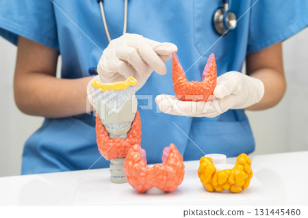 Hyperthyroidism, Overactive Thyroid, Thyroid Lymphoma, Asian doctor with thyroid gland human anatomy model in hospital. 131445460