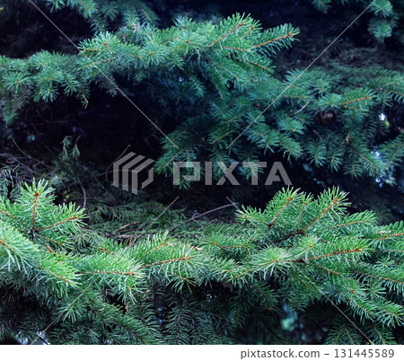 Christmas photo made of fir branches, Christmas background for the holiday 131445589