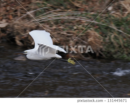 Little Egret Flying Over the River Little Egret Flying Over the River 131445671
