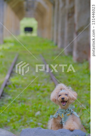 舊太石站和一隻玩具貴賓犬 131446023