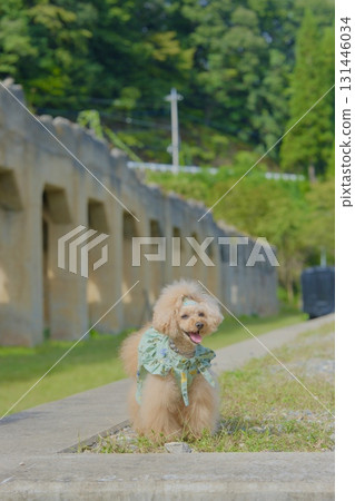 Old Taishi Station and a toy poodle 131446034