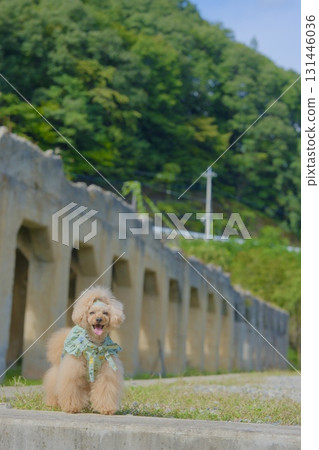 Old Taishi Station and a toy poodle 131446036