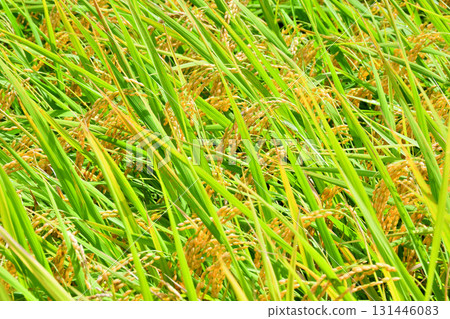 Rain pan early autumn 131446083