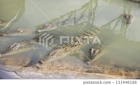 A close-up view from above shows a large crocodile slowly submerging its scaly body and head into murky, greenish-brown water until it disappears from sight. A close-up view from above shows a large crocodile slowly submerging its scaly body and head into murky, greenish-brown water until it disappears from sight. 131446188