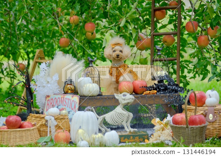 Toy poodle enjoying Halloween in an apple orchard Toy poodle enjoying Halloween in an apple orchard 131446194