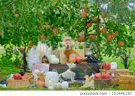 Toy poodle enjoying Halloween in an apple orchard 131446195