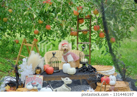 Toy poodle enjoying Halloween in an apple orchard Toy poodle enjoying Halloween in an apple orchard 131446197