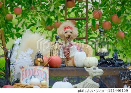 Toy poodle enjoying Halloween in an apple orchard 131446199