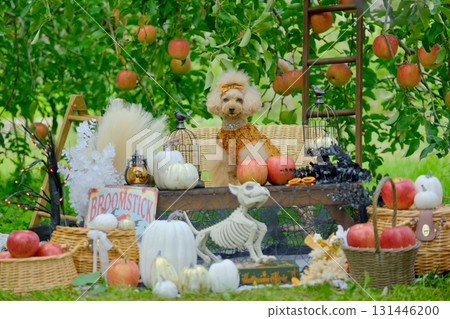 Toy poodle enjoying Halloween in an apple orchard 131446200