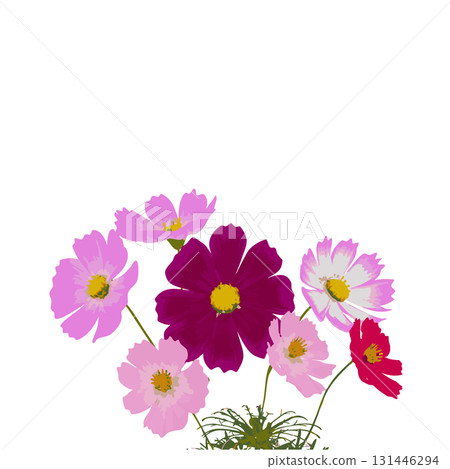 Cosmos flower clusters blooming in the autumn highland flower fields Cosmos flower clusters blooming in the autumn highland flower fields 131446294