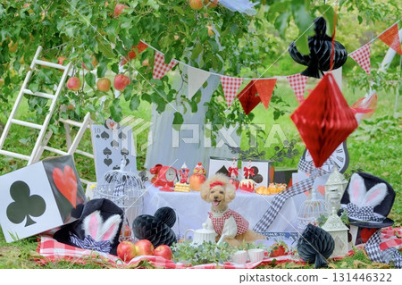 Toy poodle playing in an apple orchard 131446322