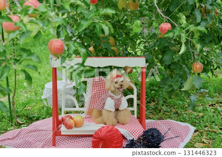 Toy poodle playing in an apple orchard Toy poodle playing in an apple orchard 131446323