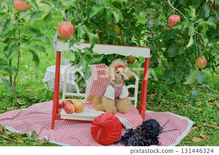 Toy poodle playing in an apple orchard 131446324