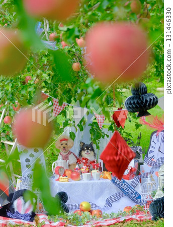 玩具貴賓犬在蘋果園玩耍 131446330