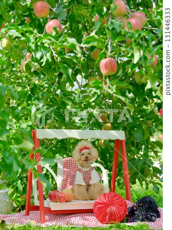 玩具貴賓犬在蘋果園玩耍 131446333