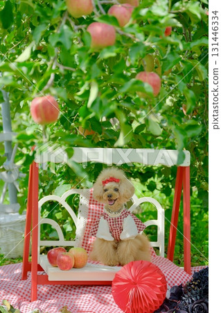 Toy poodle playing in an apple orchard 131446334