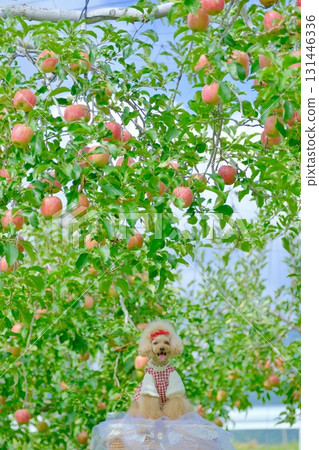 Toy poodle playing in an apple orchard 131446336