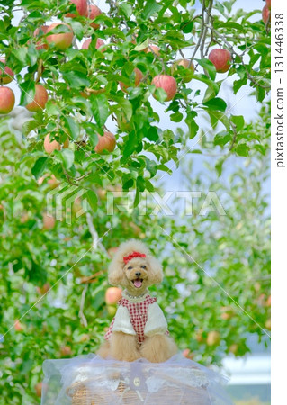 Toy poodle playing in an apple orchard 131446338