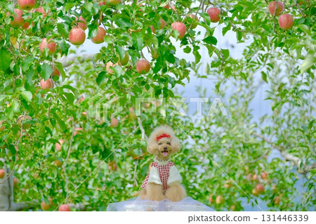 Toy poodle playing in an apple orchard 131446339