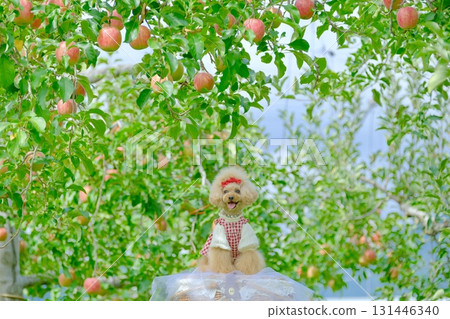 Toy poodle playing in an apple orchard 131446340