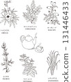 六種草藥和茶具的線條畫插圖 六種草藥和茶具的線條畫插圖 131446433