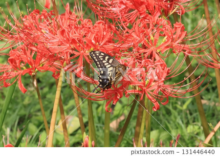 一隻燕尾蝶停在盛開的朱頂紅上 131446440