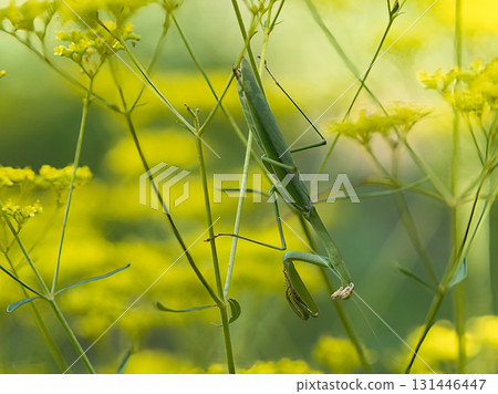 奧米娜和螳螂 奧米娜和螳螂 131446447