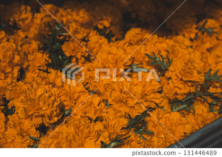 鮮豔的橙色人造萬壽菊花 131446489