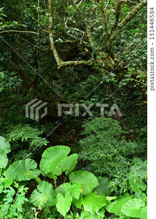 Green on the mountain road Green on the mountain road 131446584