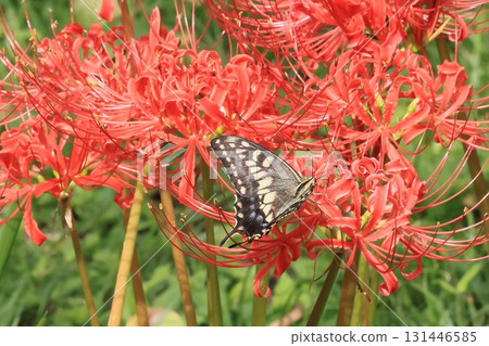 Swallowtails in Higanohana 131446585